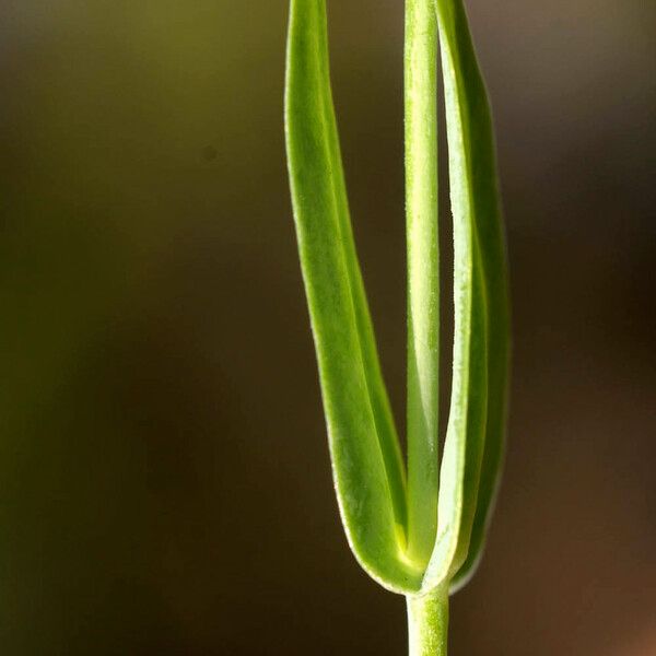 Blackstonia imperfoliata Rinde