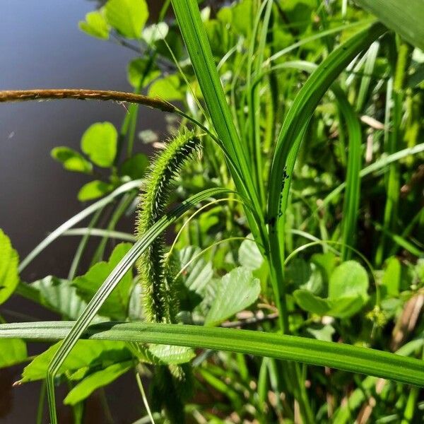 Carex pseudocyperus List