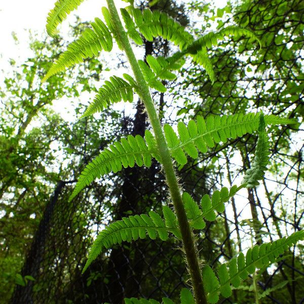 Polystichum braunii Hoja