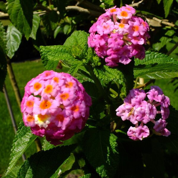 Lantana camara Blüte