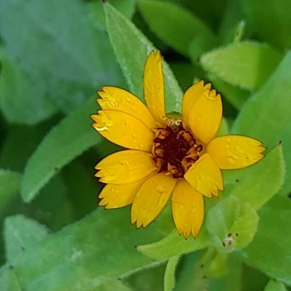 Calendula arvensis Flower