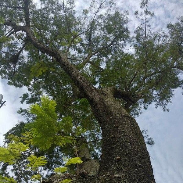 Caesalpinia coriaria പുറംതൊലി