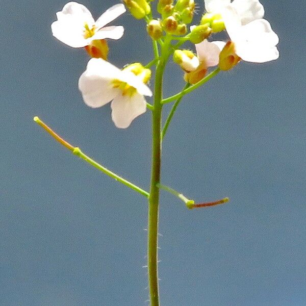 Arabidopsis thaliana Hábito