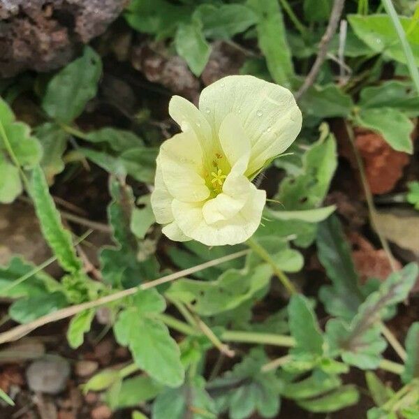 Monsonia longipes Blomma