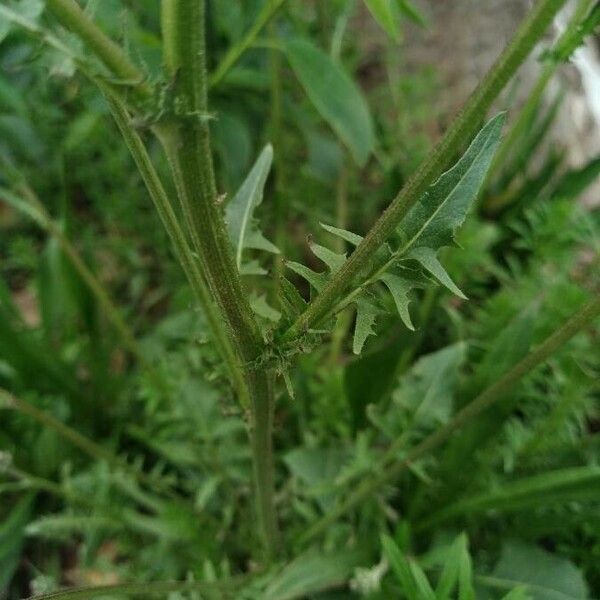 Crepis biennis Fulla