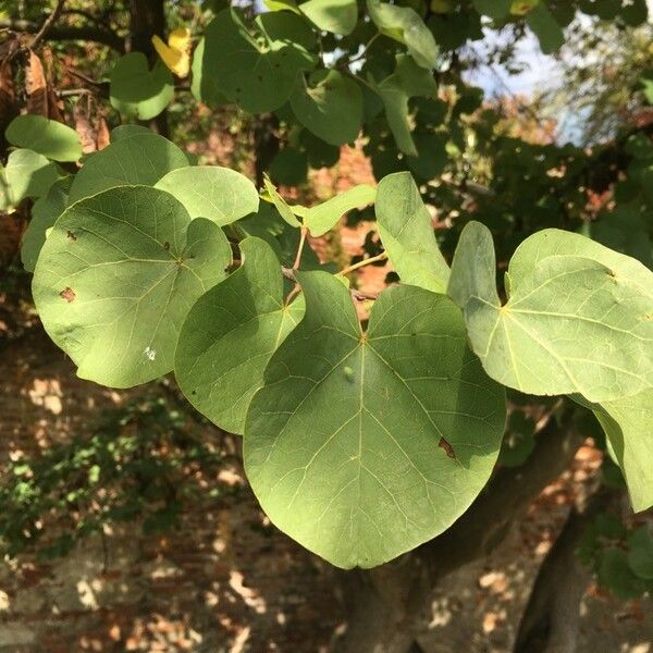 Cercis siliquastrum Ліст