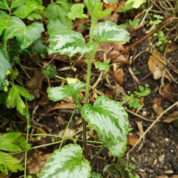 Lamium galeobdolon Foglia