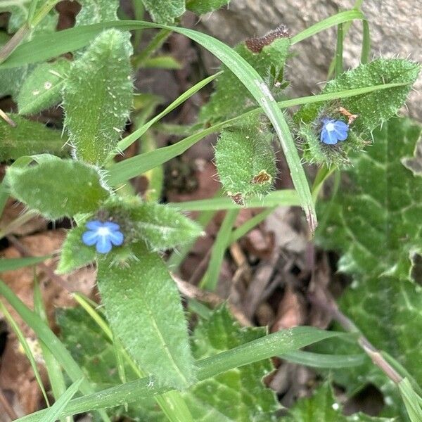 Lycopsis arvensis Blatt