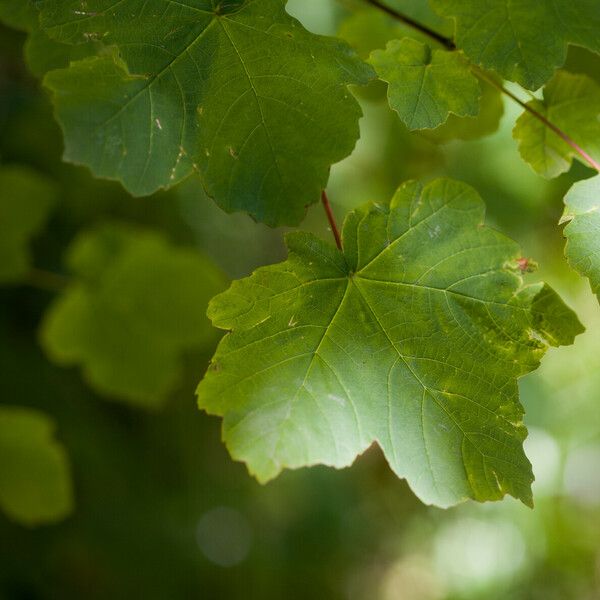 Acer opalus Ліст