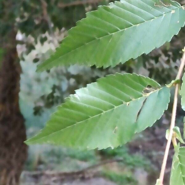 Carpinus kawakamii Leaf