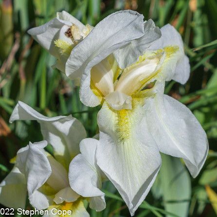 Iris albicans 花