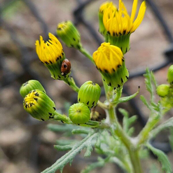 Senecio squalidus 花