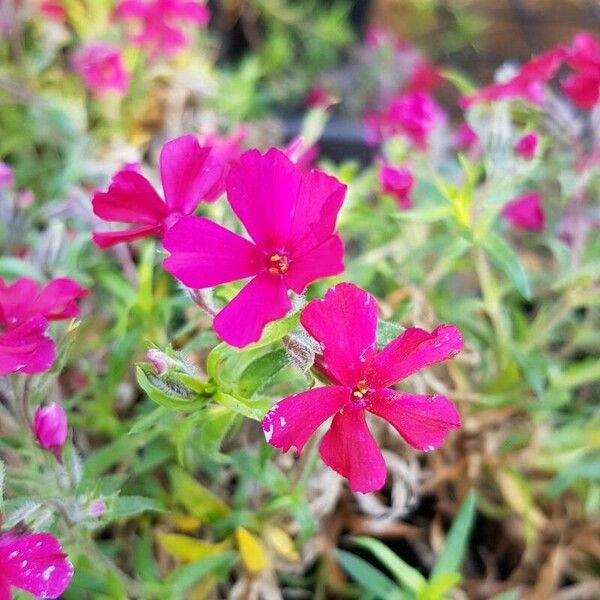 Phlox subulata Blüte