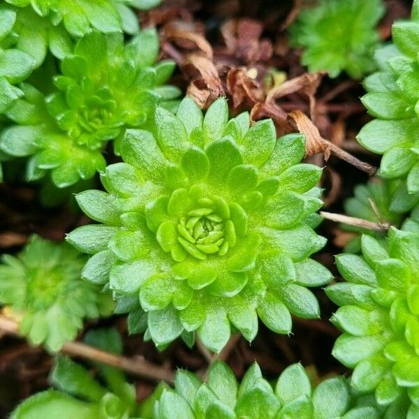 Saxifraga rosacea برگ