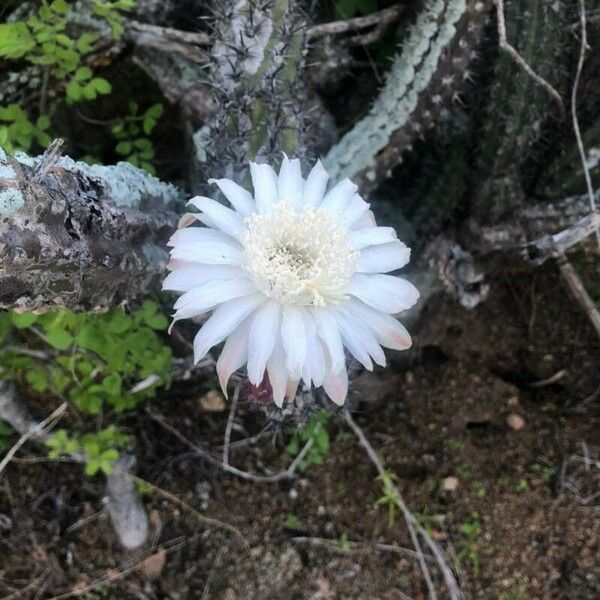 Cylindropuntia fulgida Habit