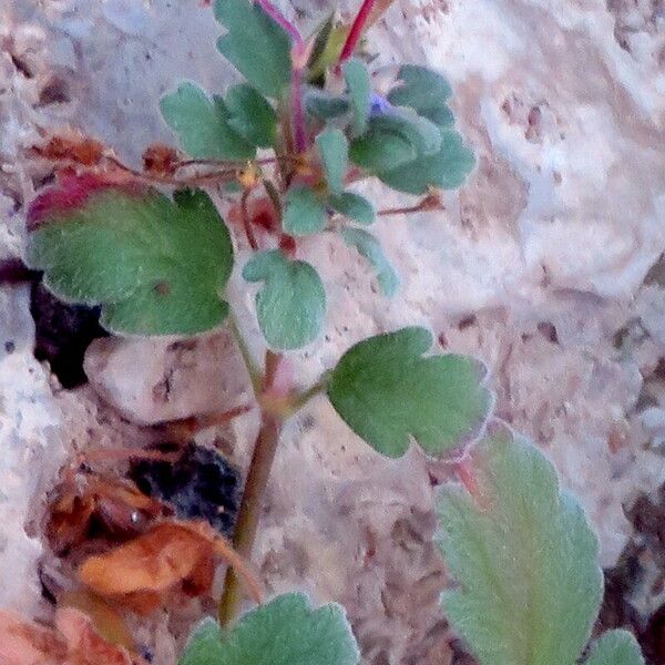 Erodium corsicum Характер