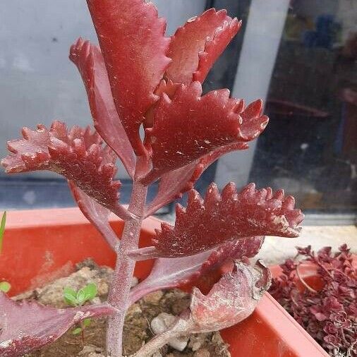 Kalanchoe longiflora Leaf