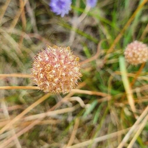 Jasione montana Frucht