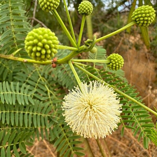 Leucaena leucocephala Flower