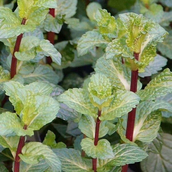 Mentha × rotundifolia Folla