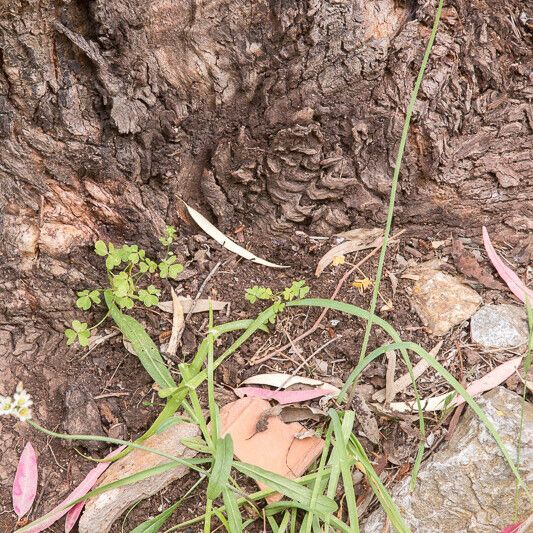 Nothoscordum gracile Habitat