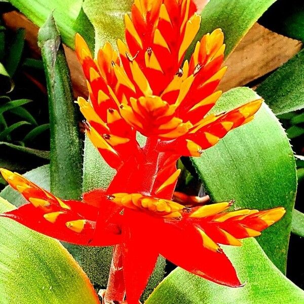 Guzmania plumieri Fleur