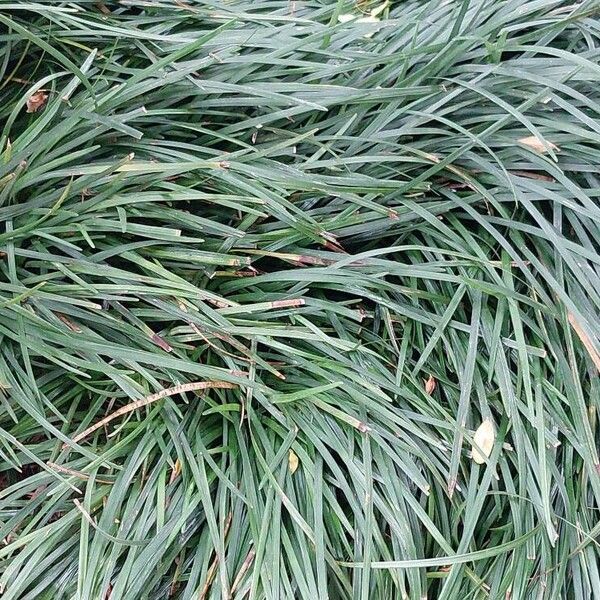 Ophiopogon japonicus Leaf