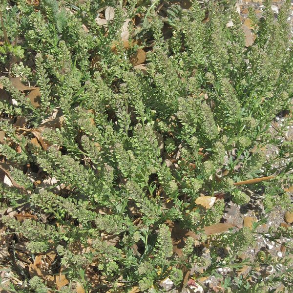 Lepidium oblongum Vekstform