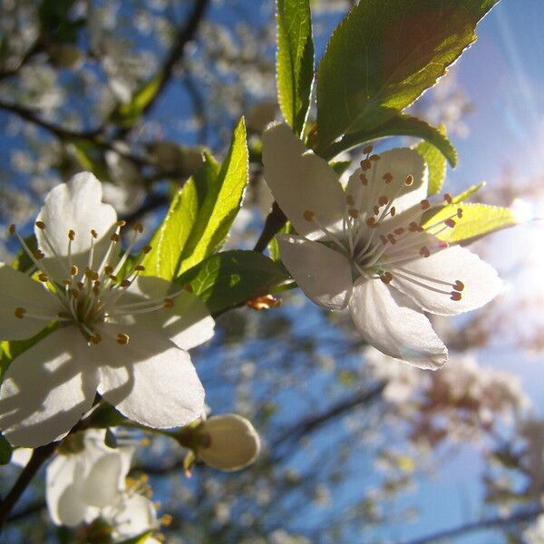 Prunus cerasus Kukka