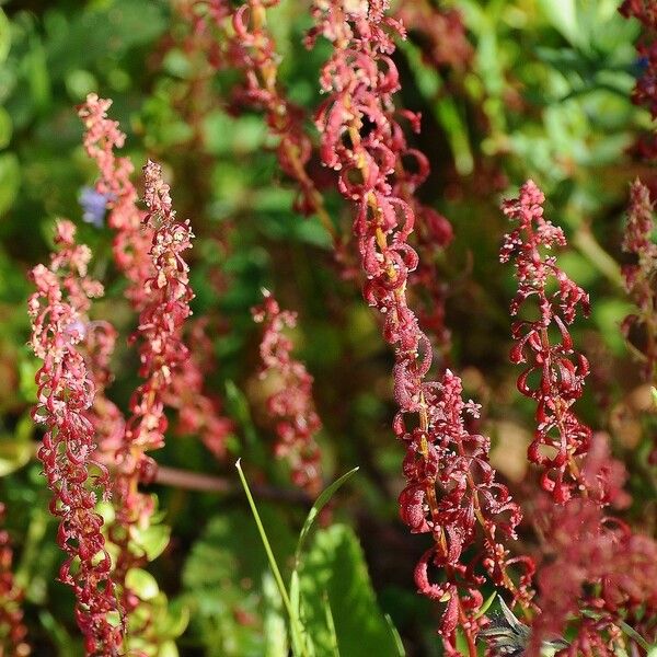 Rumex bucephalophorus Õis