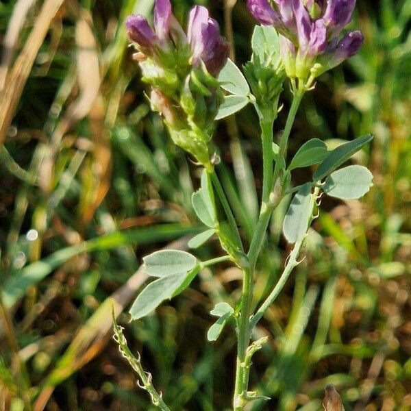 Medicago × varia Květ