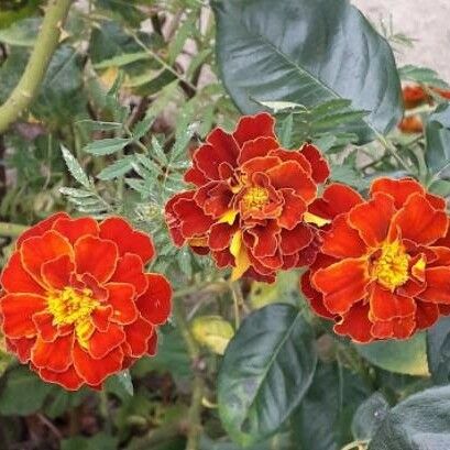 Tagetes patula Flor