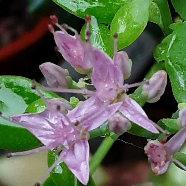 Hylotelephium erythrostictum Цветок