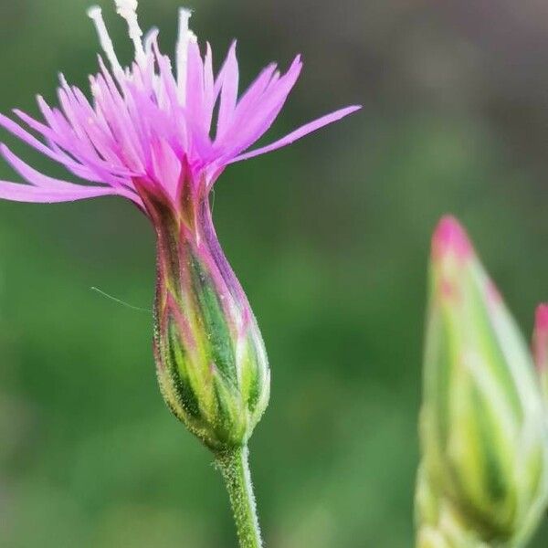 Crupina vulgaris ফুল