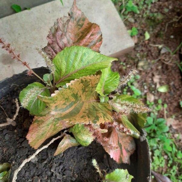 Acalypha wilkesiana পাতা