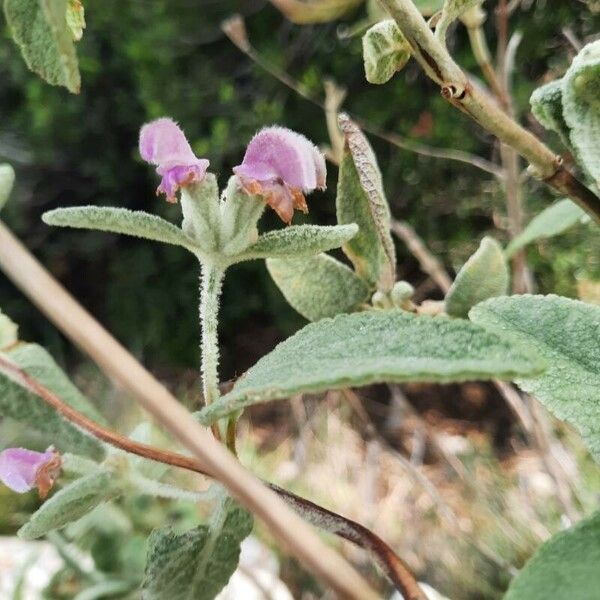 Phlomis italica Λουλούδι