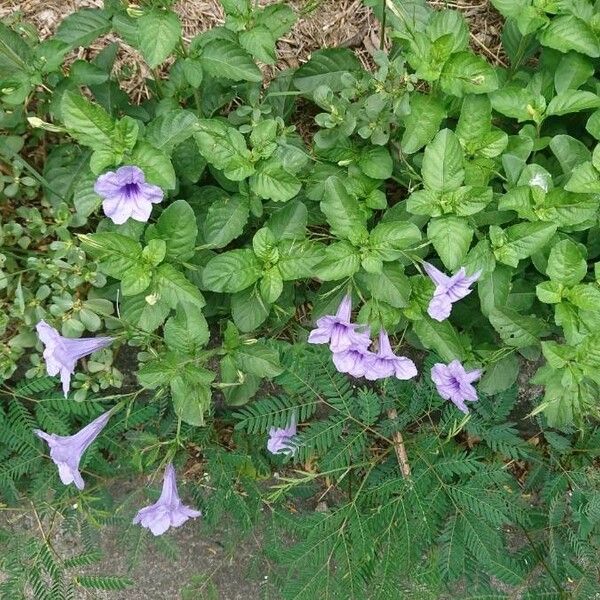 Ruellia tuberosa Yeri