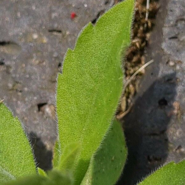 Erigeron sumatrensis Deilen