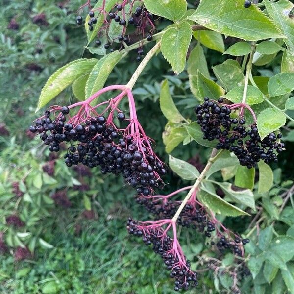 Sambucus canadensis Meyve