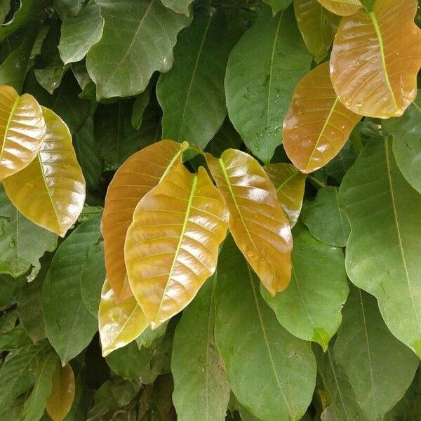 Coccoloba acuminata List