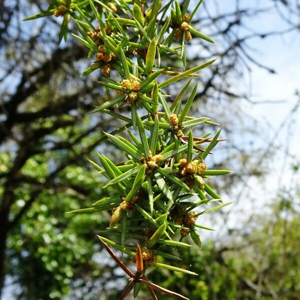 Juniperus communis 葉