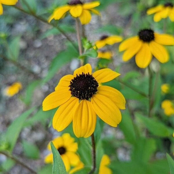 Rudbeckia triloba फूल