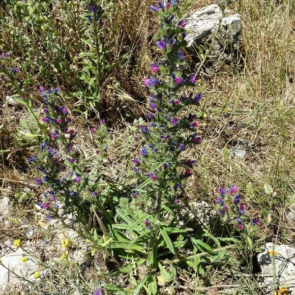 Echium vulgare Habitatea