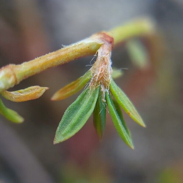 Polygonum plebeium Casca