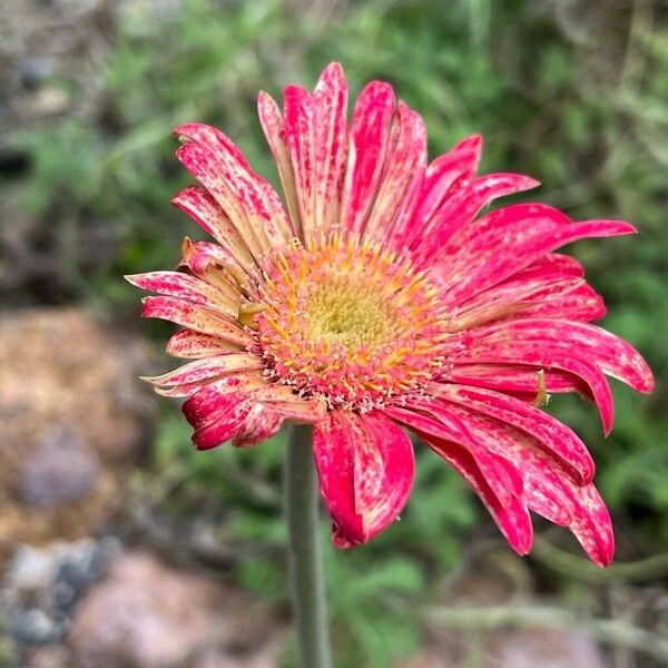 Gerbera jamesonii Цвят