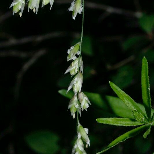 Melica minuta ফুল