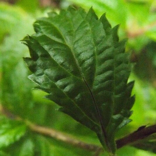 Stachytarpheta urticifolia Folha