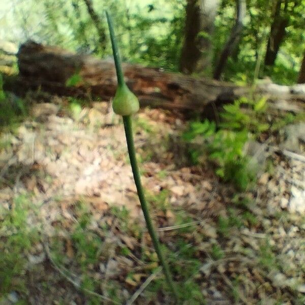 Allium vineale Leaf