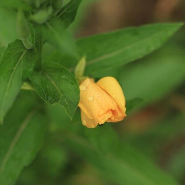 Oenothera fruticosa Çiçek