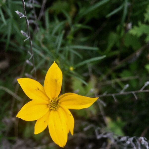 Coreopsis verticillata Flor